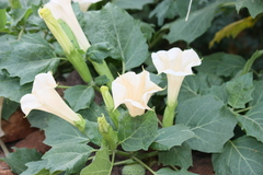 Datura stramonium